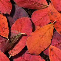 realistic wallpaper autumn leaves pattern background tile